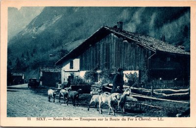 Troupeau de moutons sur la route du Fer-à-Cheval à Nambride