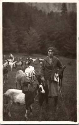 Photo d’Alphonsine MOCCAND avec les chèvres au Vivier