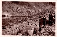 Troupeau de moutons aux environs de la Vogealle