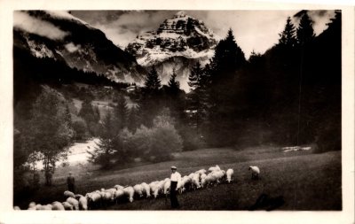 Pâturage avec les moutons près du Molliet