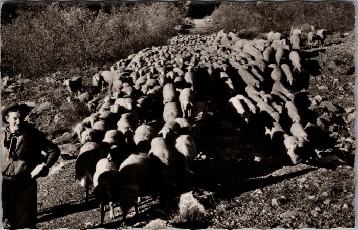 Les moutons descendant du Boret