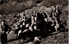 Les moutons descendant du Boret