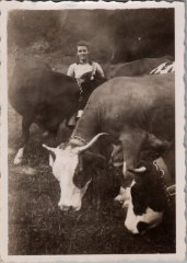 RICHARD Ludivine avec les vaches -1947