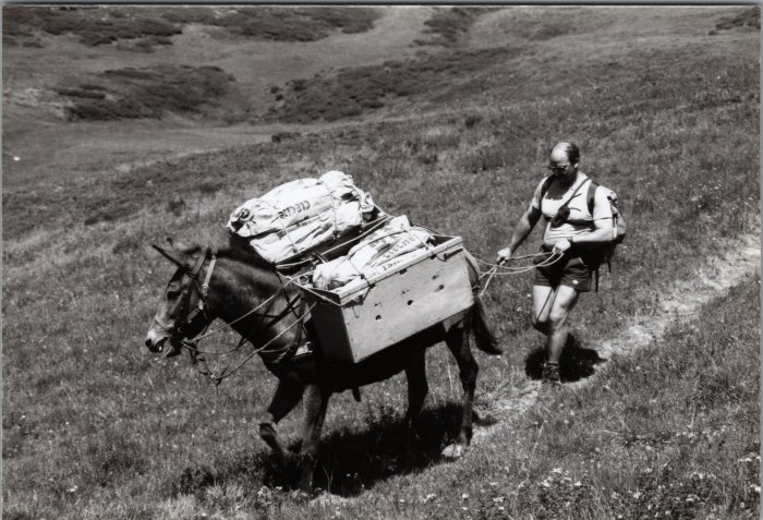 Photo d'un ravitaillement au refuge d'Anterne avec la mule, Olivier MOGENIER
